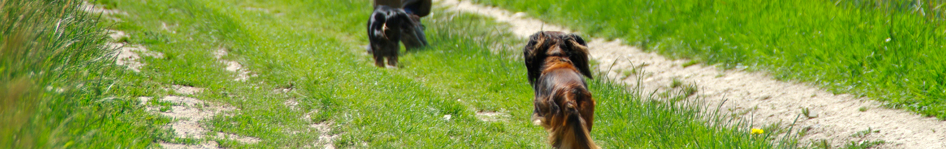 Teckels op het gras